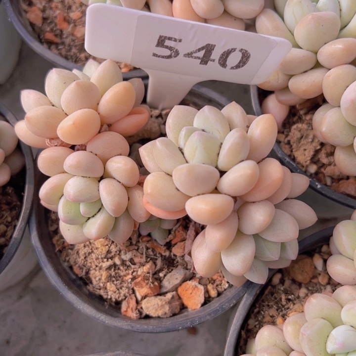 健健康康平平安安