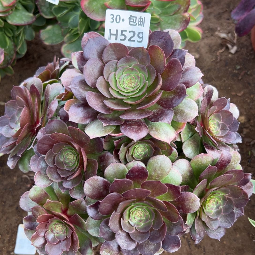 529沙拉碗多肉法师