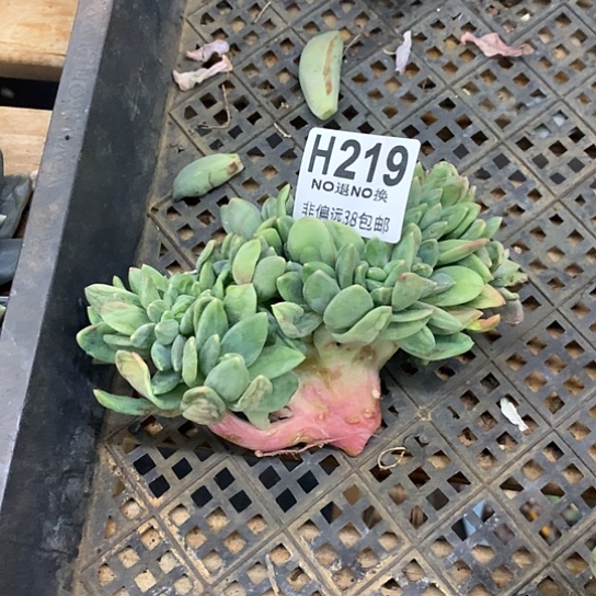 海洋之歌缀化219 亏本处理退款拉黑7-8天发货