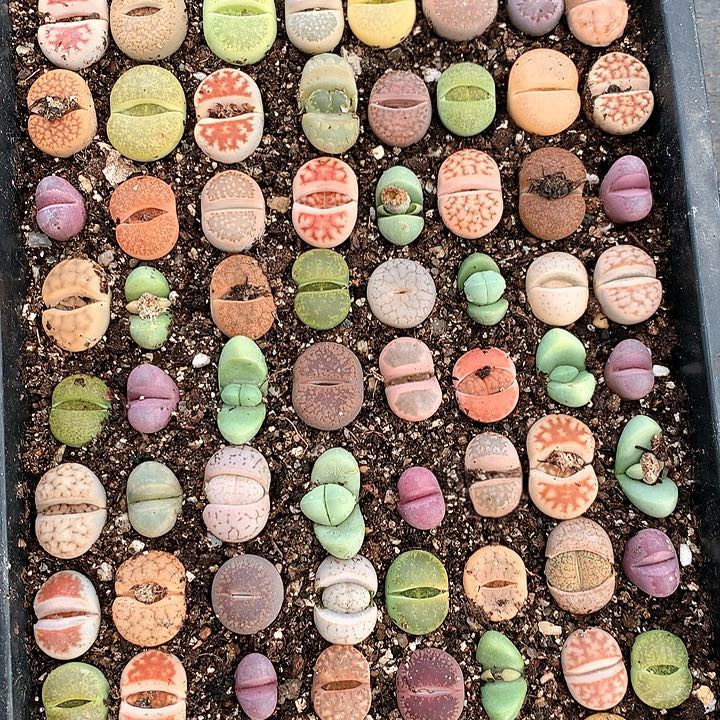 生石花彩套非常好看