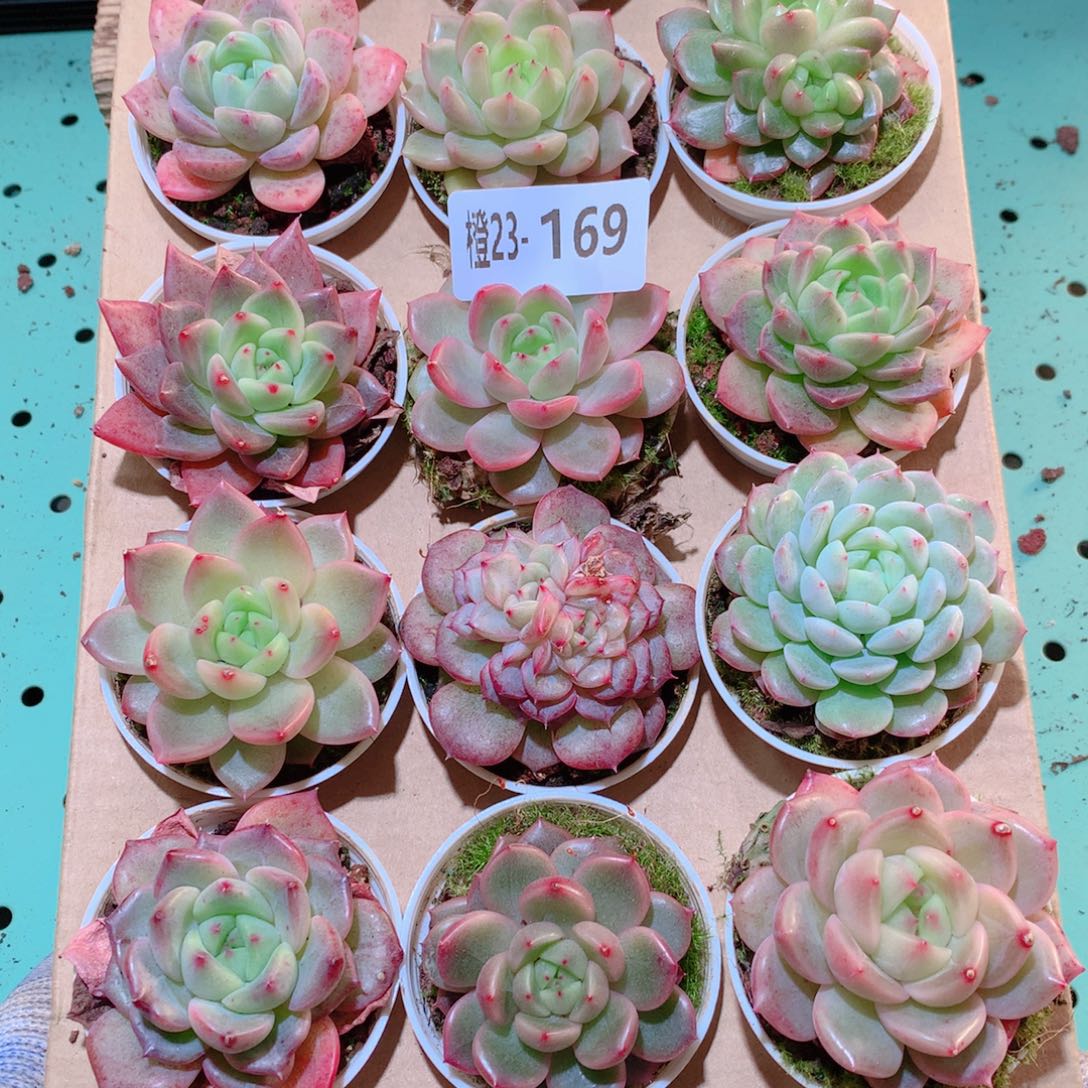 23-169一物一拍多肉带盆18颗