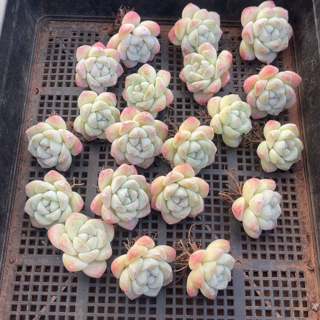 363号新疆西藏内蒙古不包邮