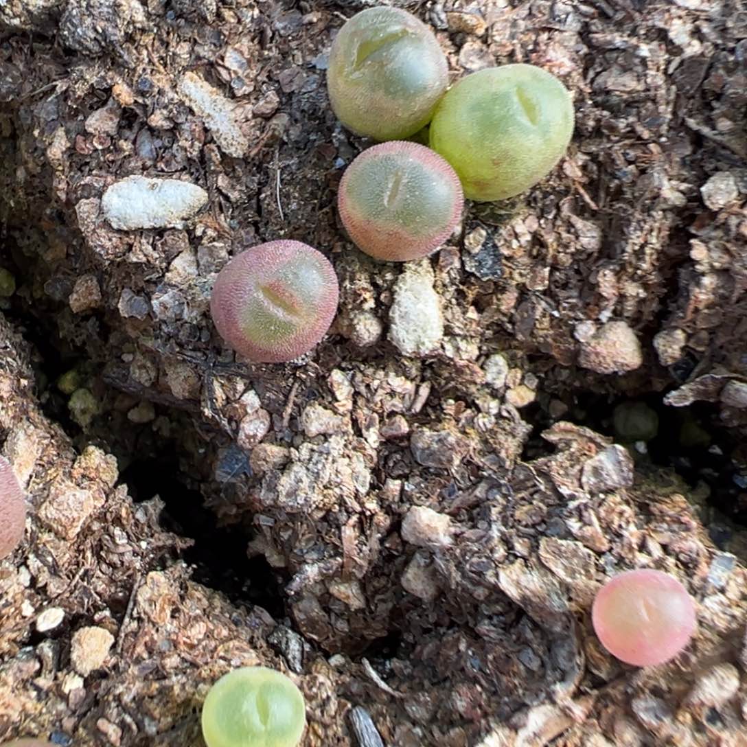 量拍绿焰风铃小苗一颗