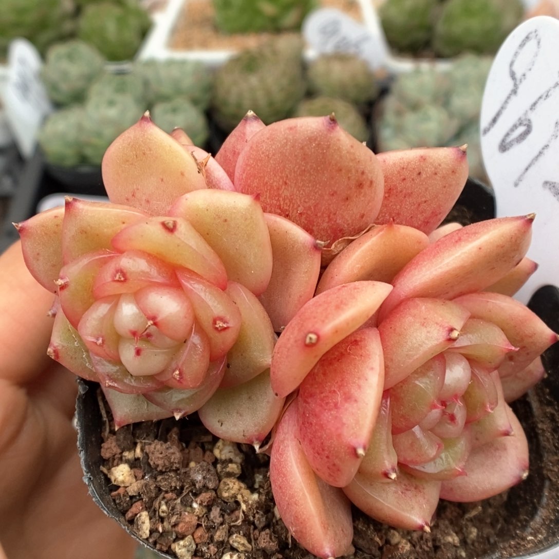 玉芷珍妮群生可拍9612号。