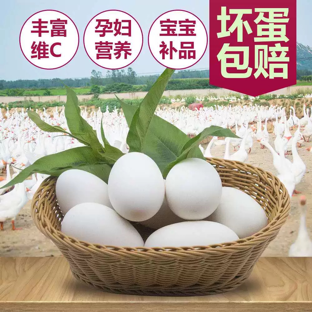 《农场自发》农家散养新鲜土鹅蛋现捡现发鹅蛋孕妇营养特大精选包邮