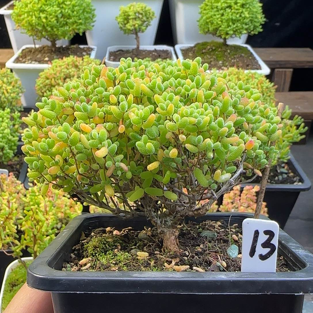 蜜橘糖球一物一拍