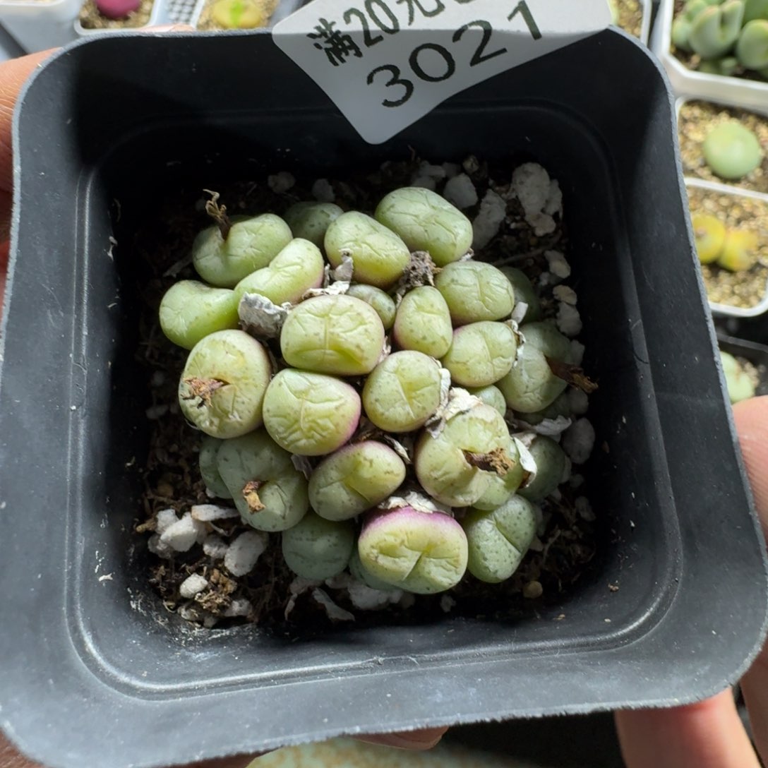 3021。肉锥群一颗