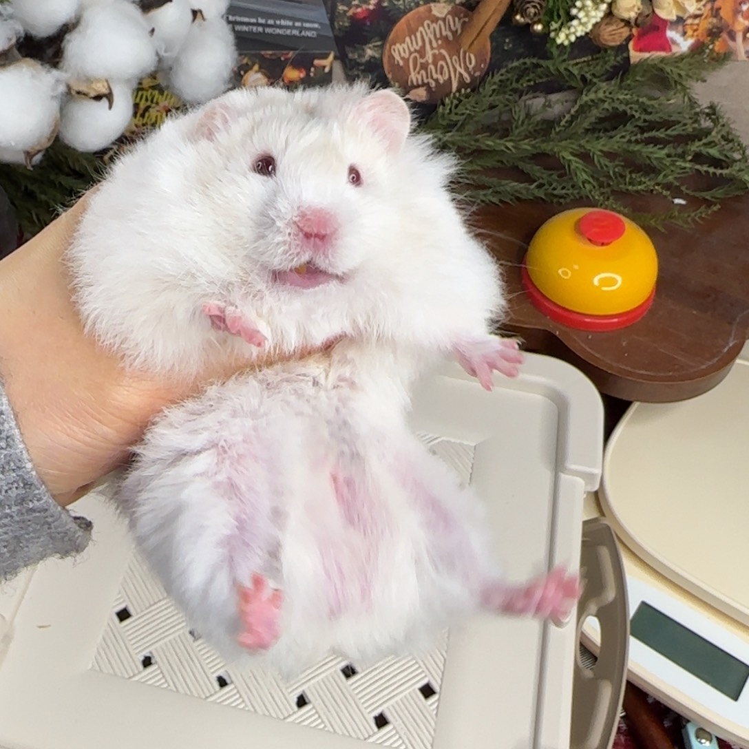 鸽灰波弟弟10.08生日