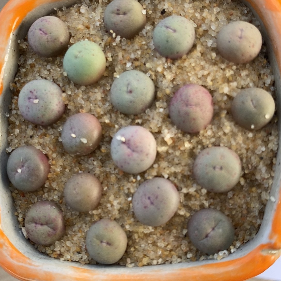 2877小奶嘴一组。        