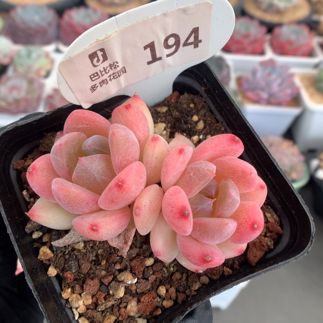 194 粉粉的糖心多肉多肉