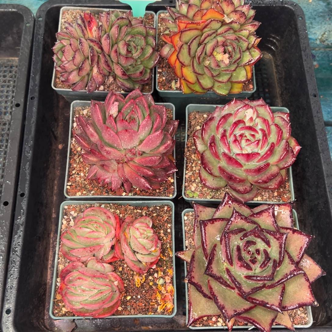 从前慢多肉精选编号0122.229