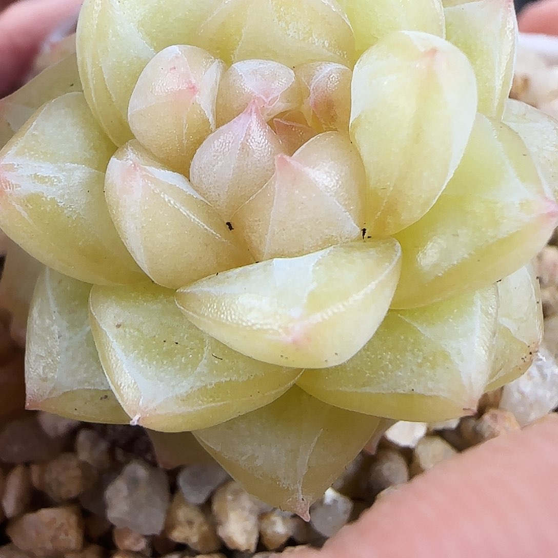 519号哈哈哈哈哈哈