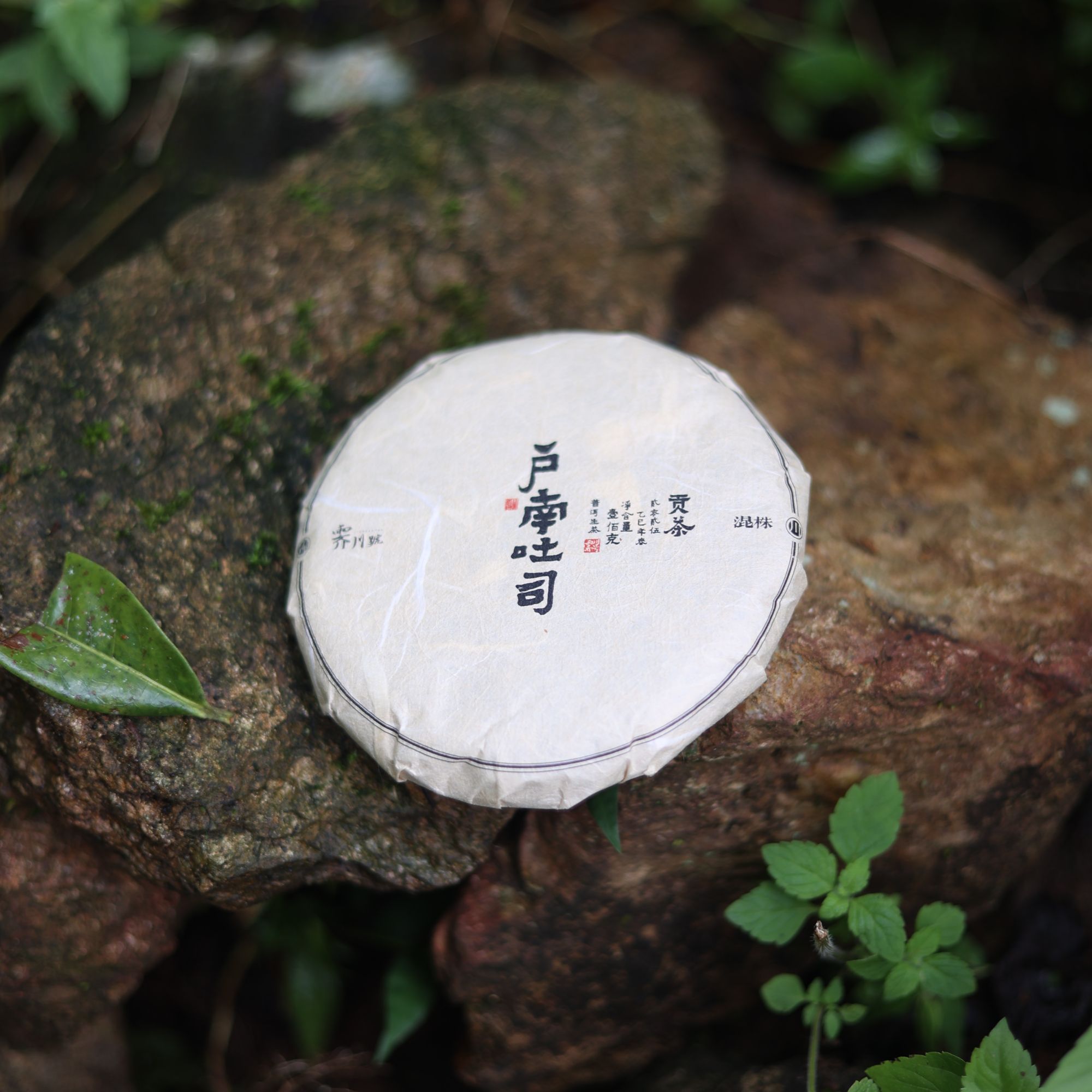 2025【户南土司】贡茶古树混株普洱生茶饼茶100克