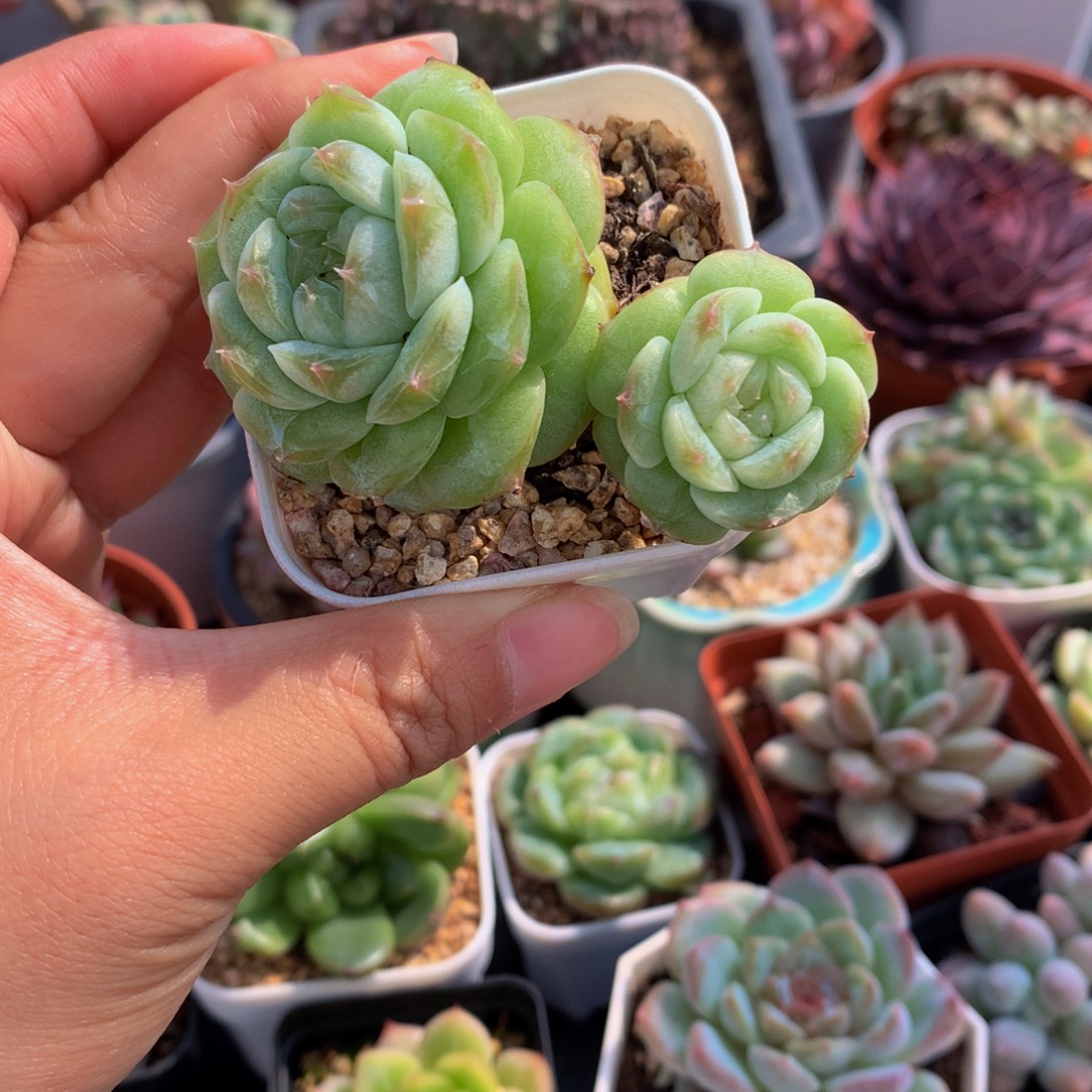 精控绿透珍妮双头