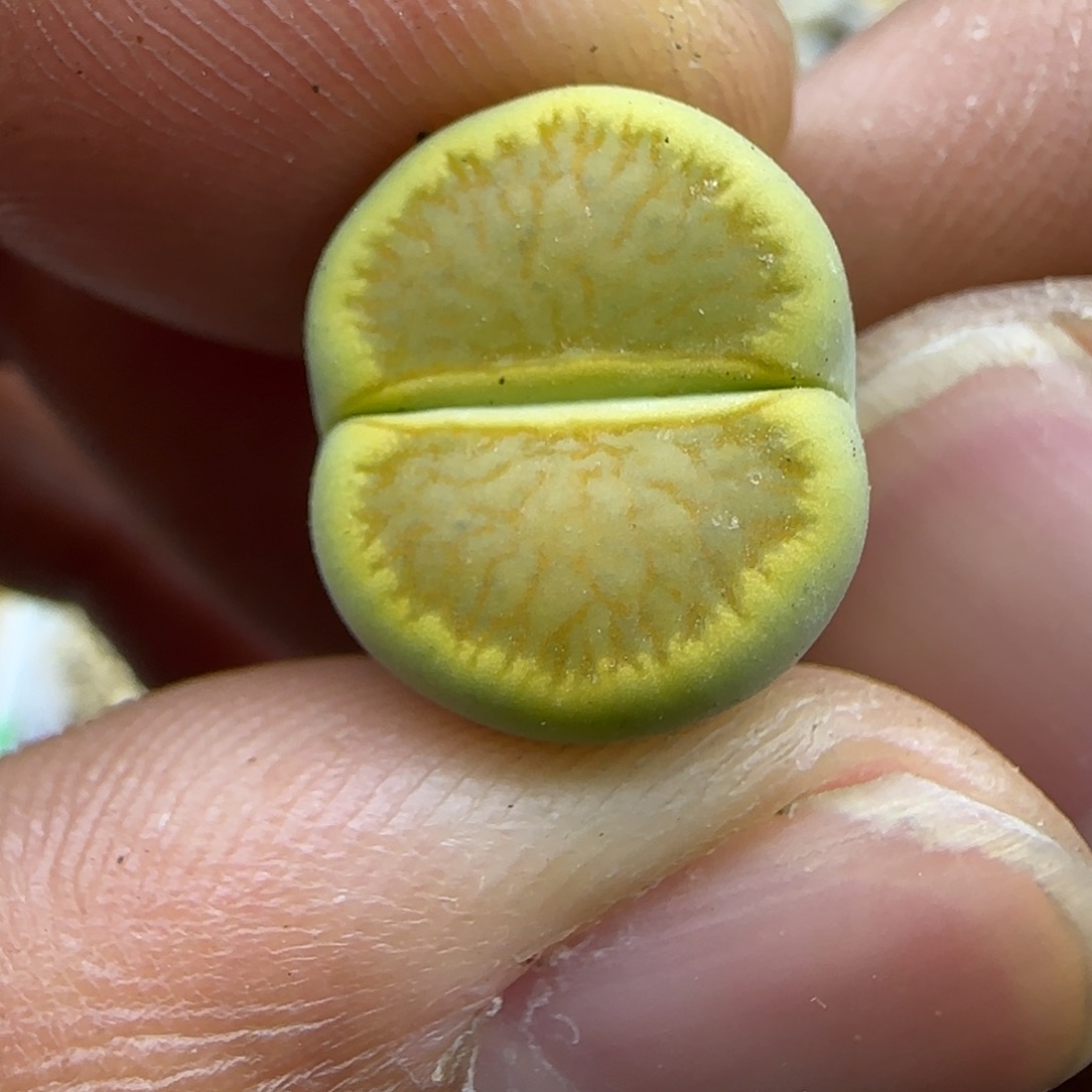 506 开播福利生石花大棚直播