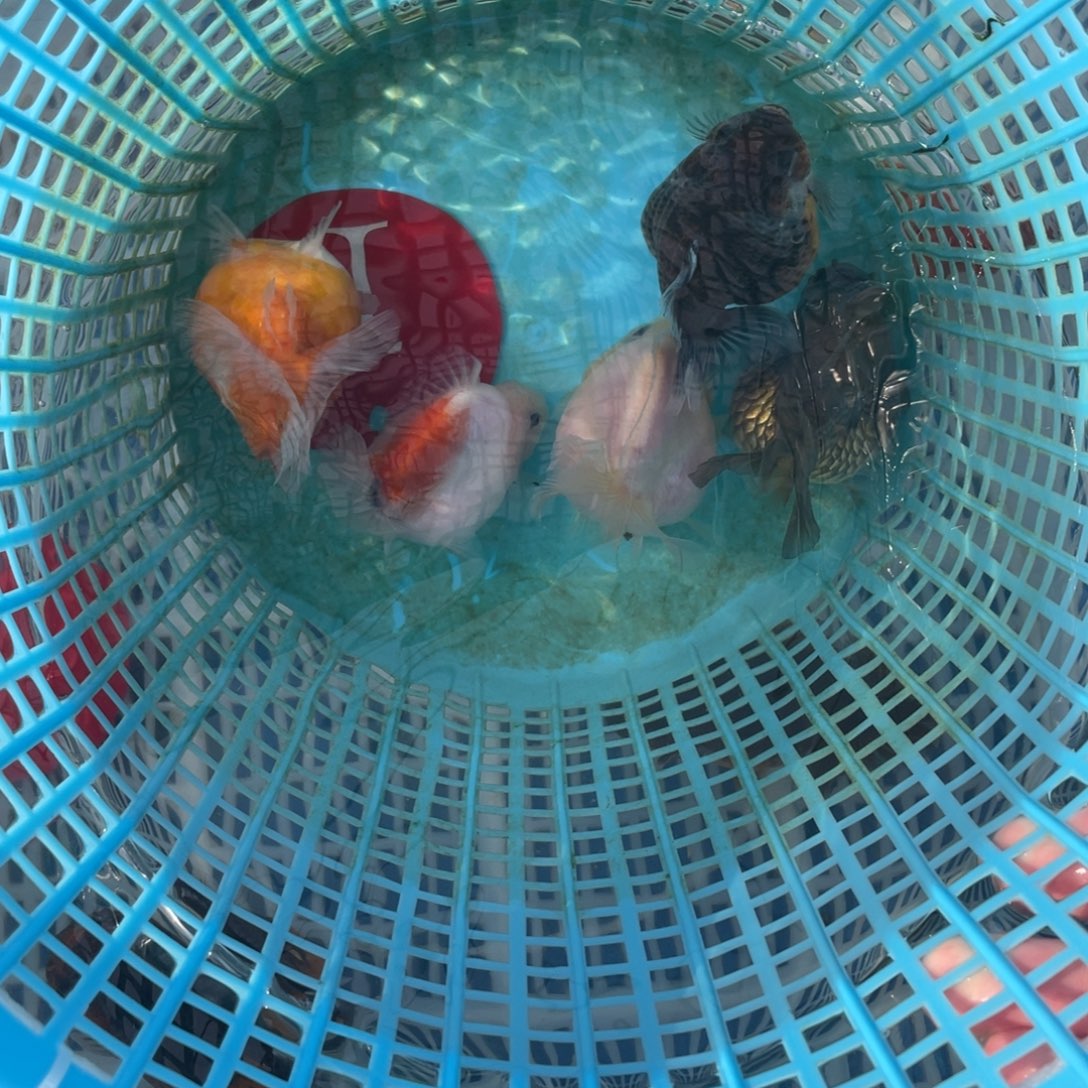 金鱼只挑颜色不论品相的5条泰师