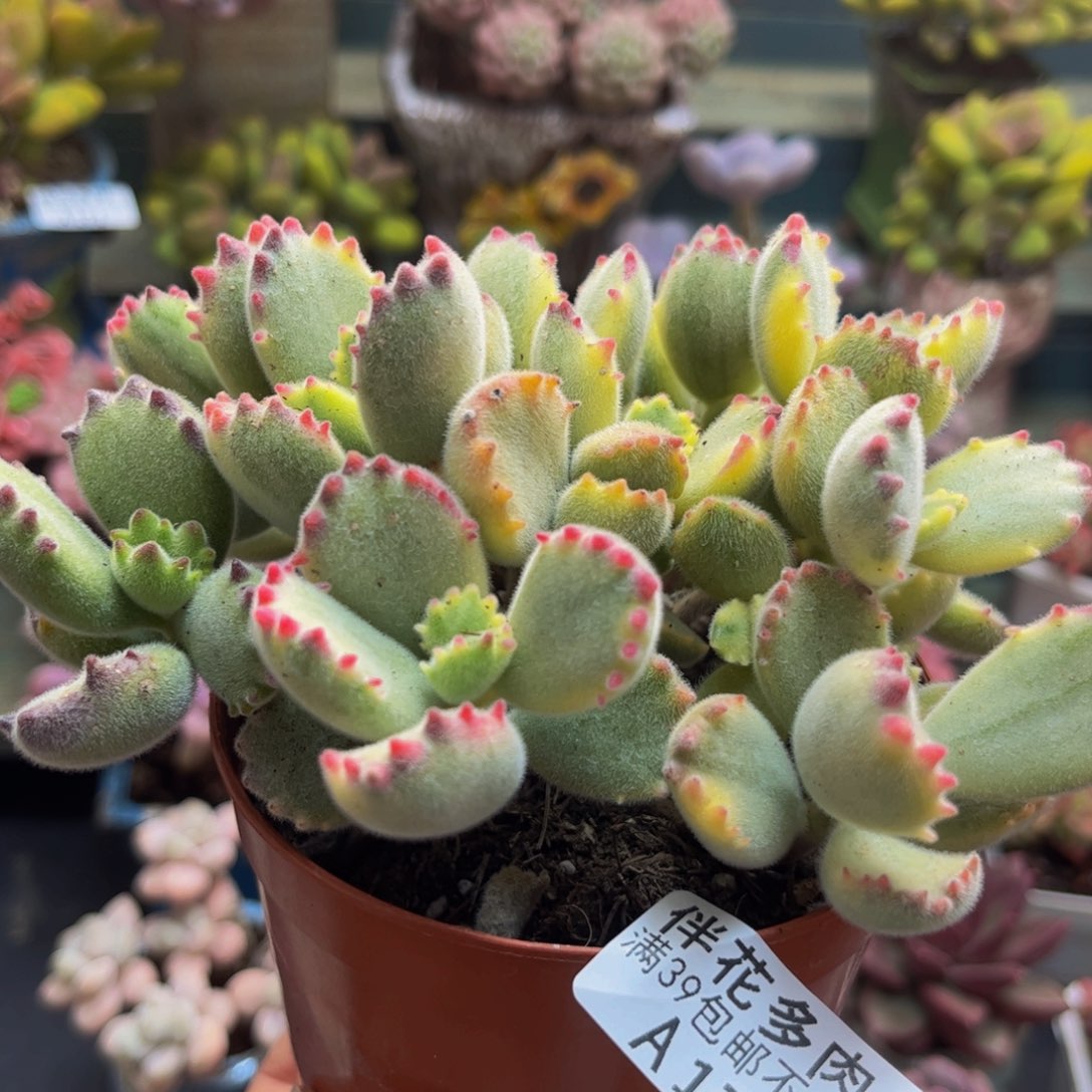 175彩熊10cm多肉不包整