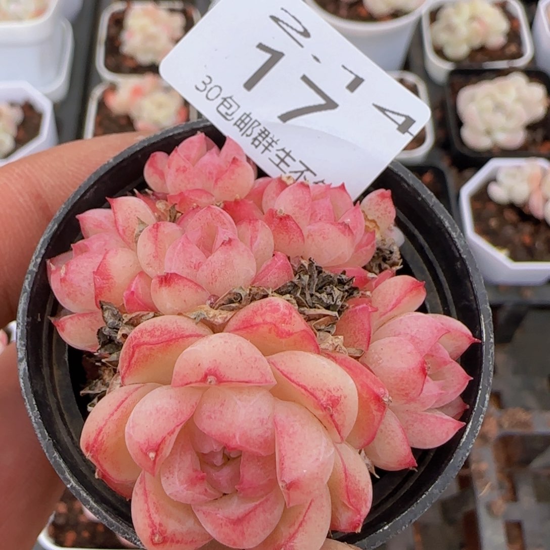 女王六头一颗脱土发货