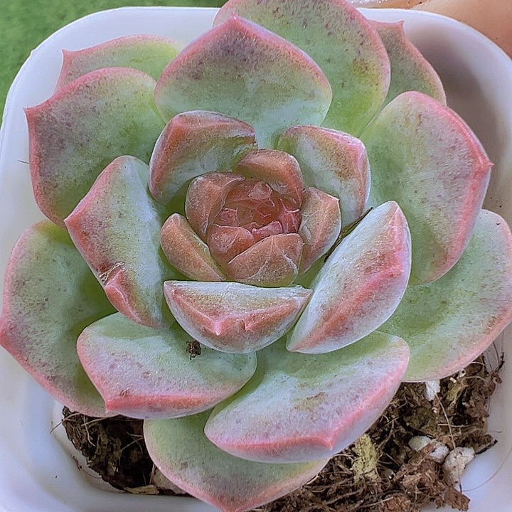 梦幻泡影19包邮多肉