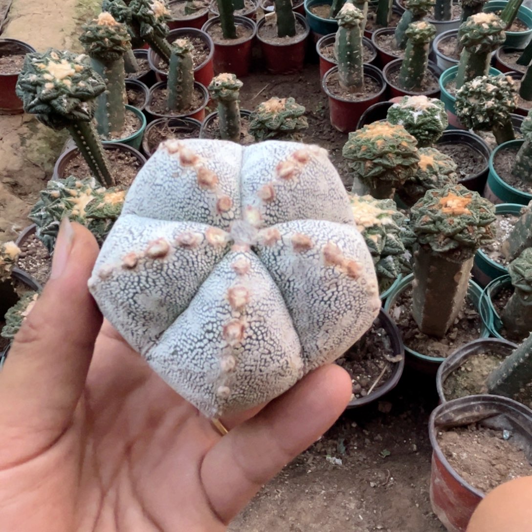 蒽冢鸾凤玉落地无根