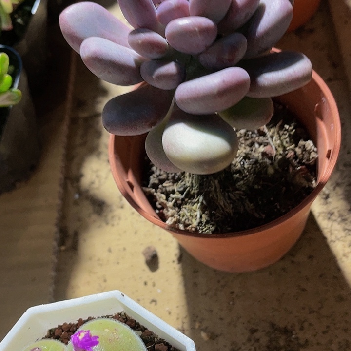 月美人9.9大老桩带盆