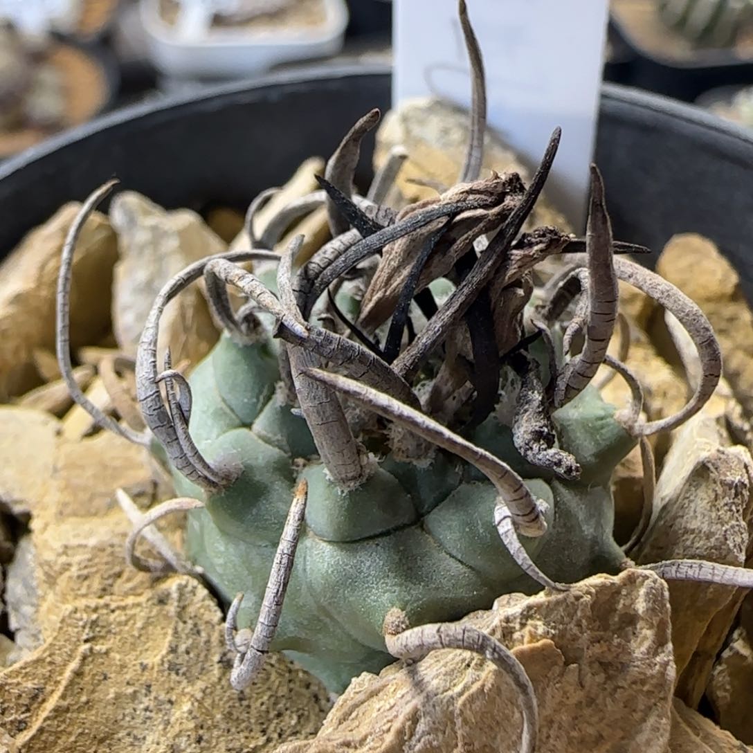 15实生输入碳刺升云龙多肉