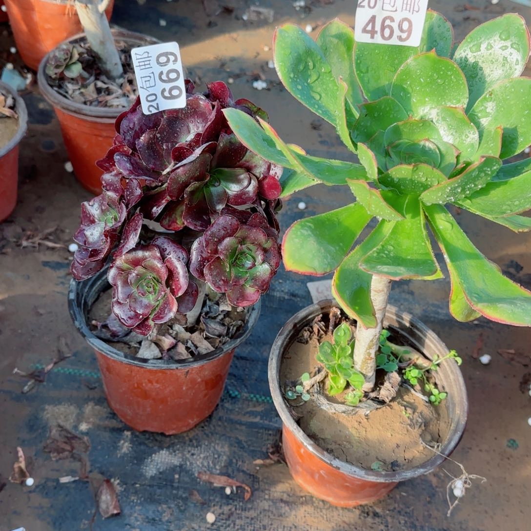 多肉669+469满20包邮断枝不包