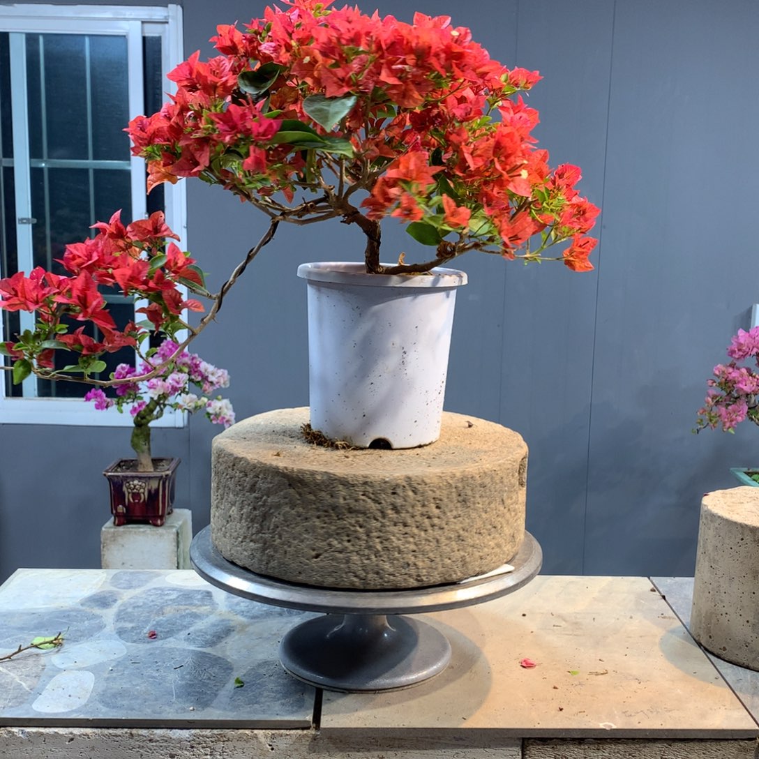 大量花朵（建议范围：8朵-15朵 或40%以上）