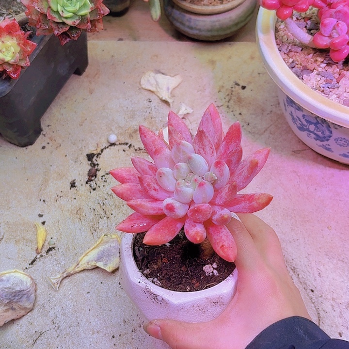 琳***萌红蜻蜓多肉老桩植物