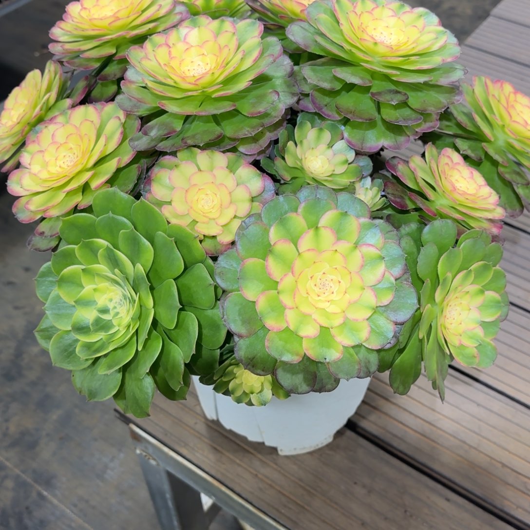 花****xndndnddnxnxnxndndnd