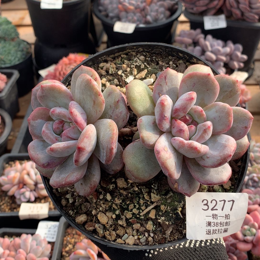 15厘米双头星影石化3277
