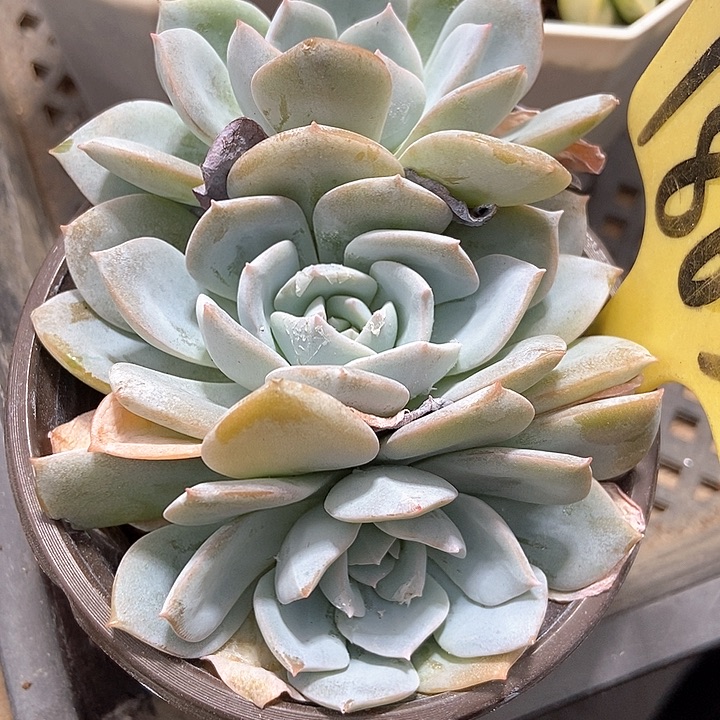 多肉植物白茶群1863多肉