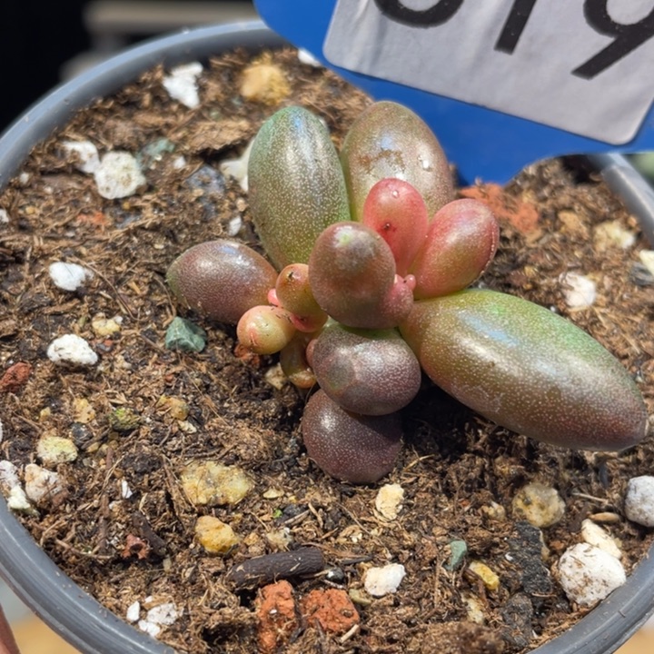 椰子树小619号的多肉啊啊