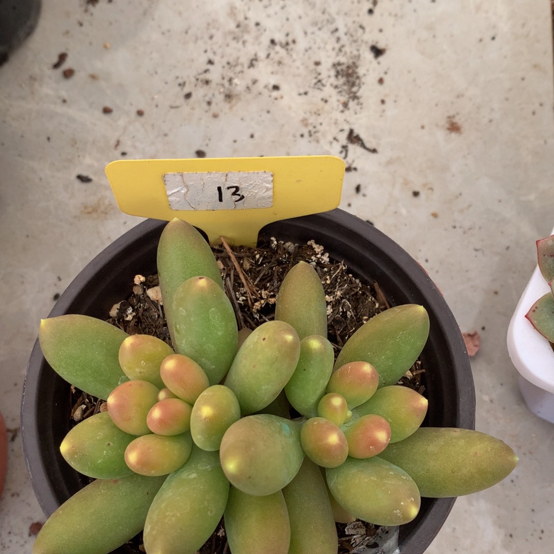 芒果奶72727727272728