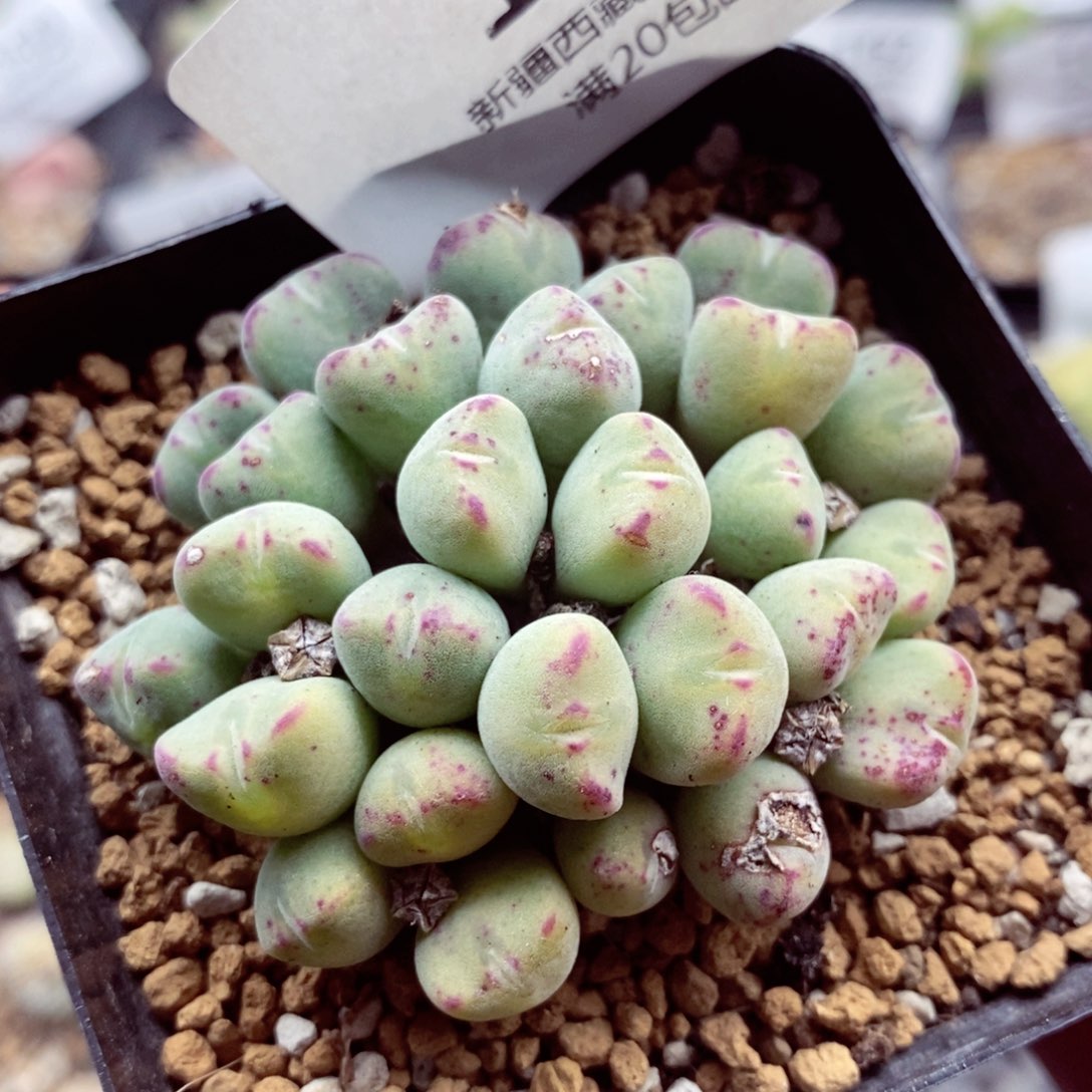 我是一只小小鸟地域鬼的180