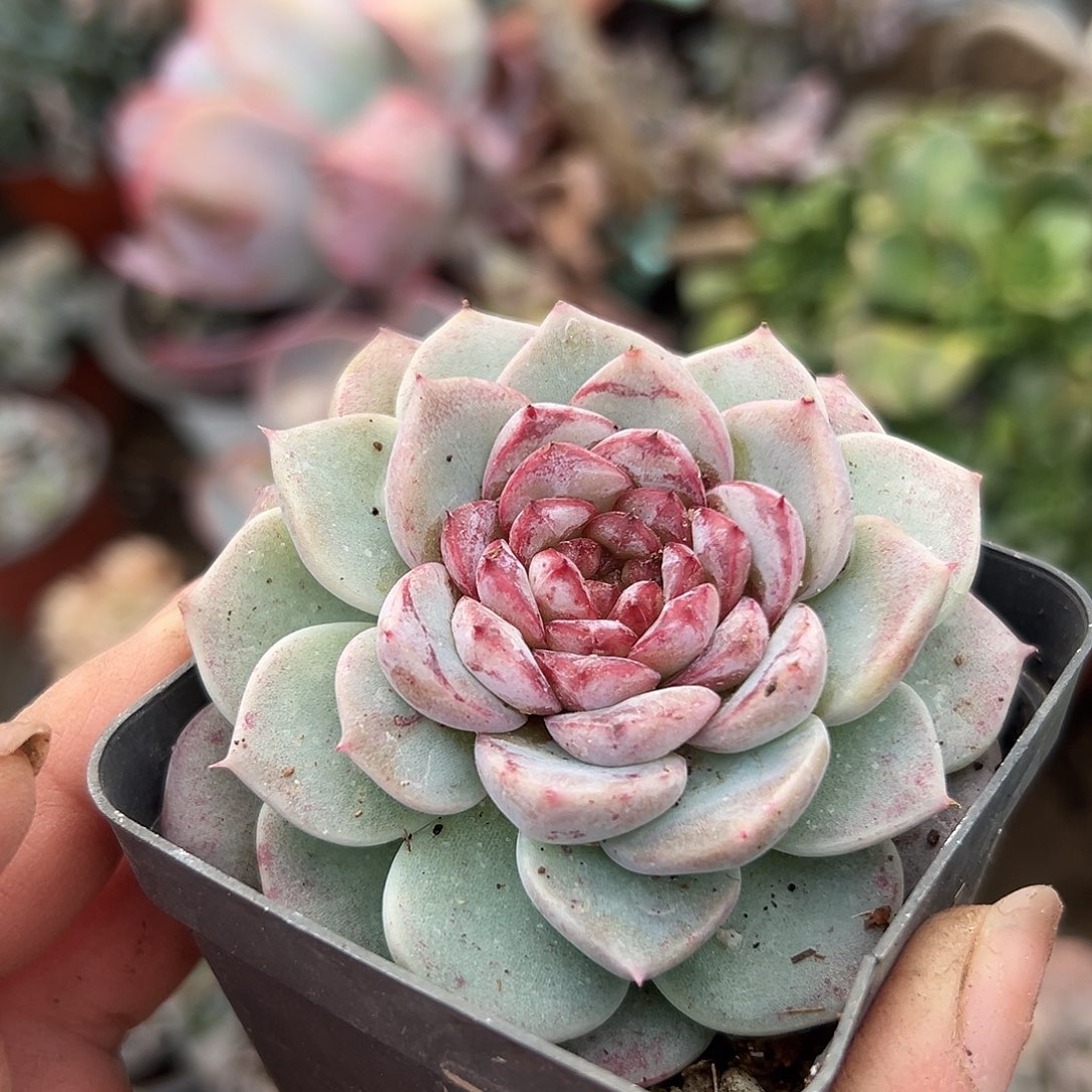 多肉植物单头天鹅绒