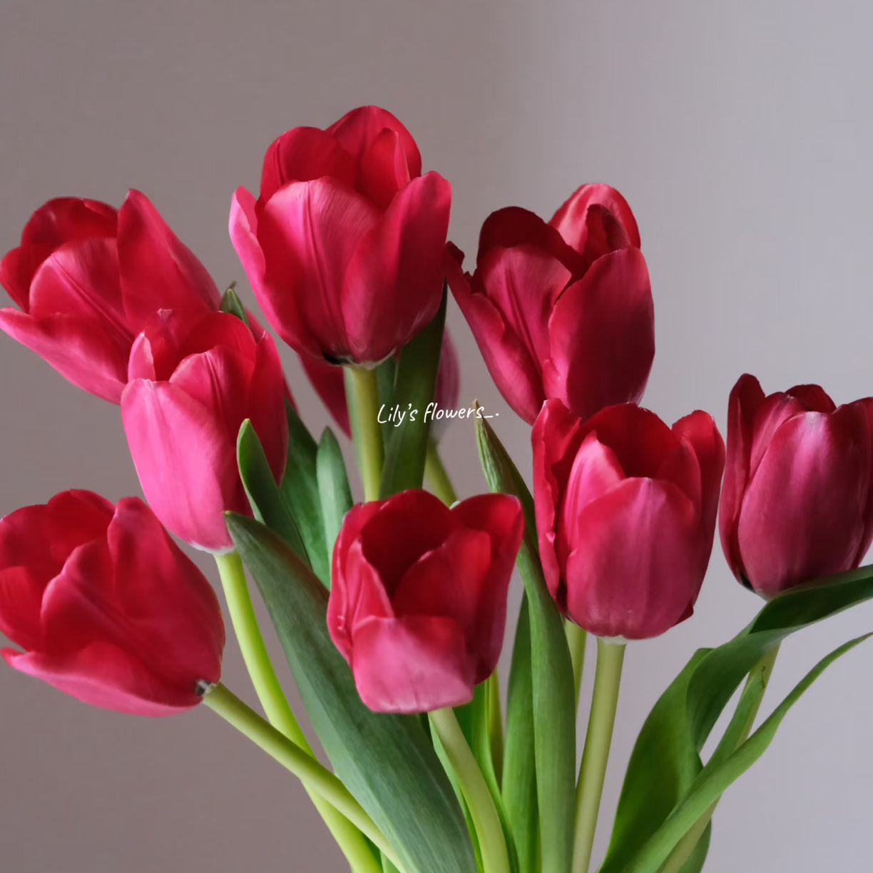 （挚爱）中国红郁金香 居家鲜花东北鲜花原产地直采直发 顺丰包邮