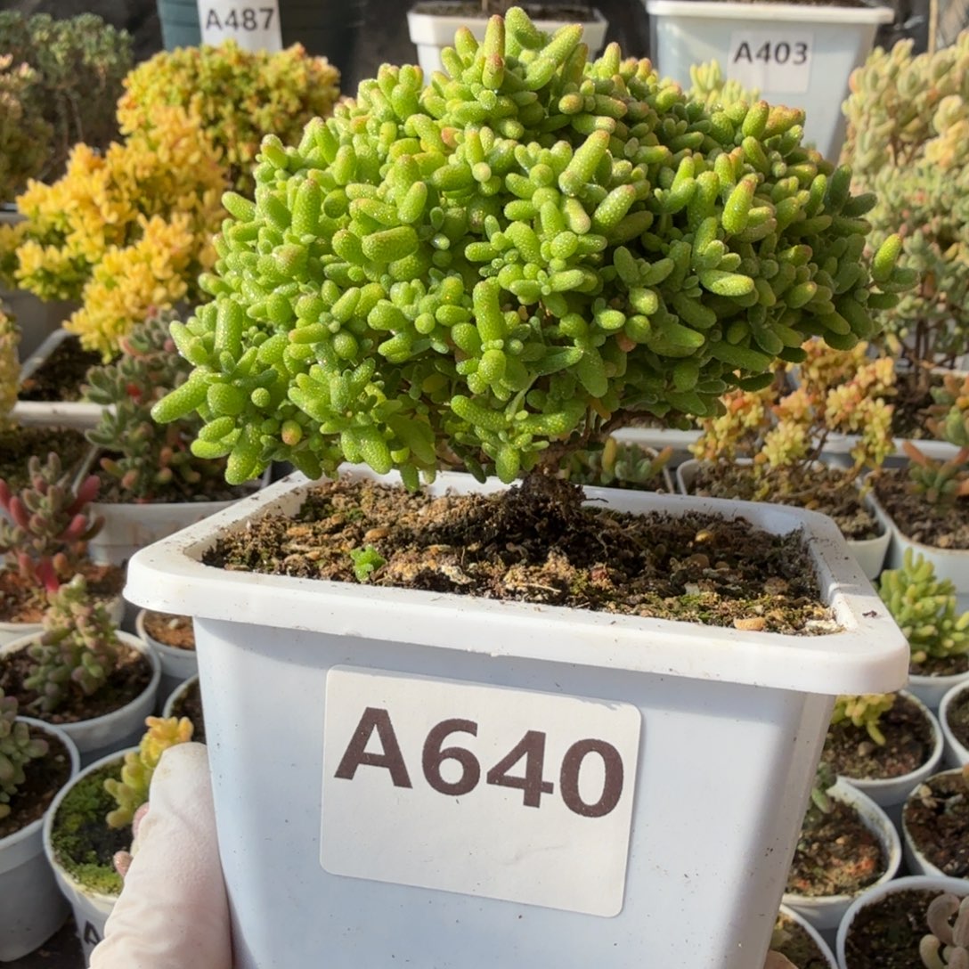 A640蜜橘糖球枝干