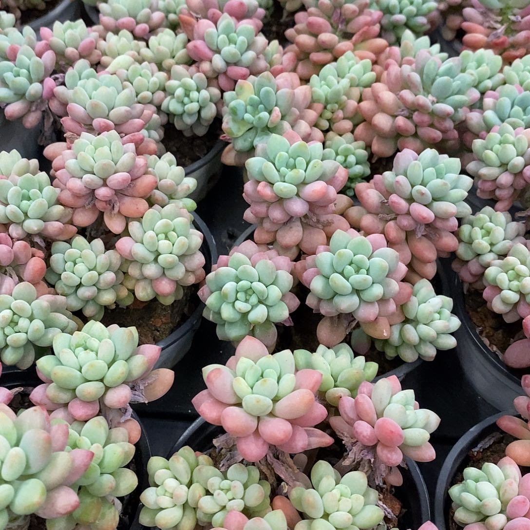 44。泡泡酱。福利多多