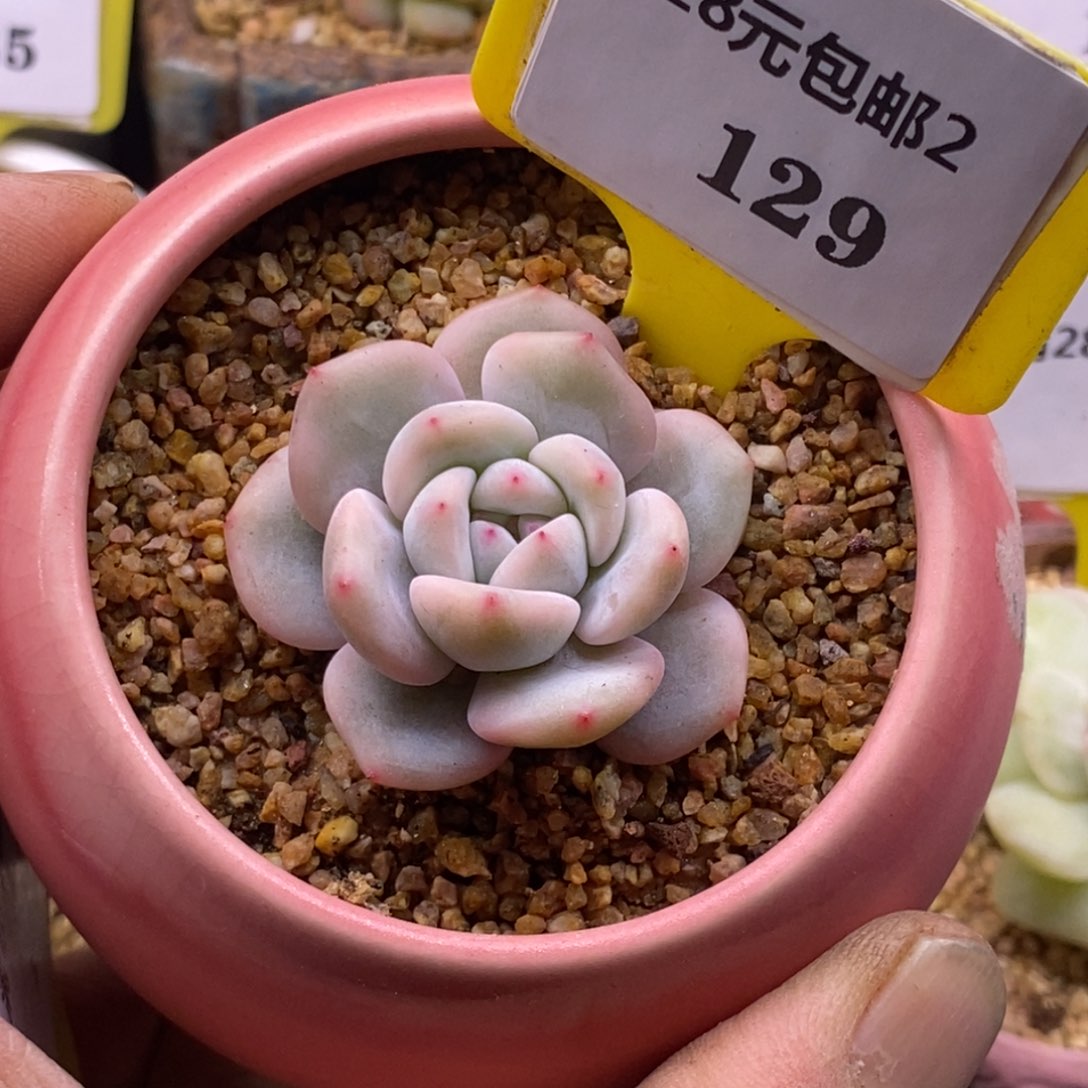 2129星影富轮锦多肉植物