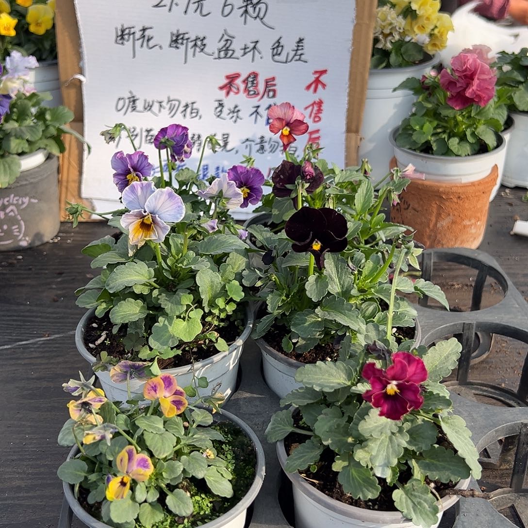 大部分花苞少量开放120号