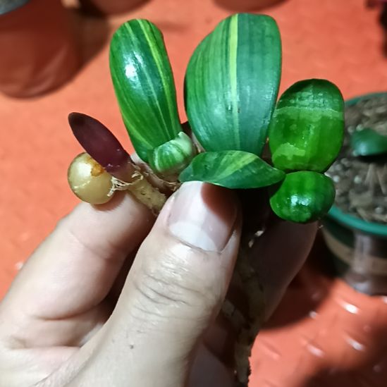 君子兰小苗君子兰小苗