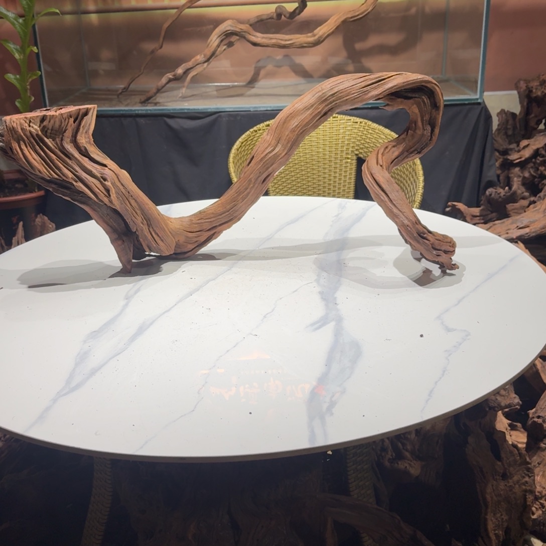 *****香榧木鱼缸造景 一物一拍