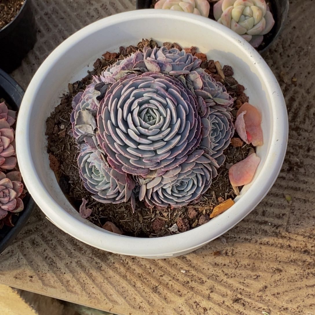 刘*寅48包邮一物一拍多肉植物