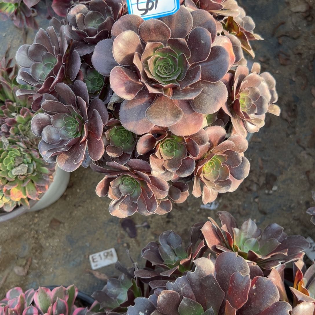 501黑玫瑰多肉植物法师多肉