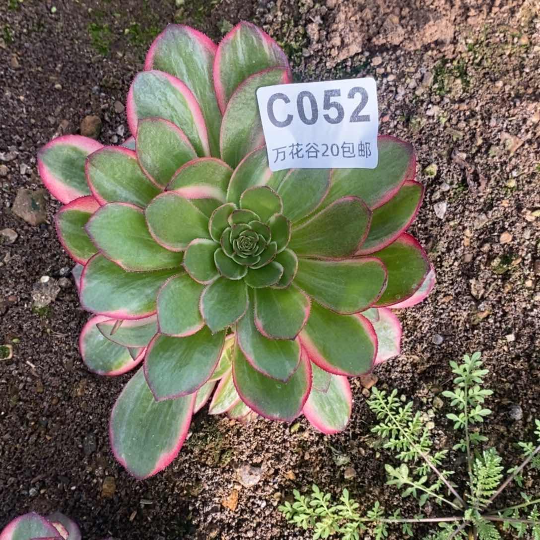 052黑魔锦多肉植物