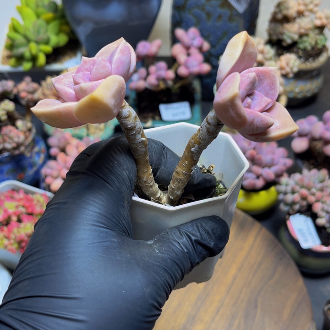 308桃霜双头（孤品福利！）