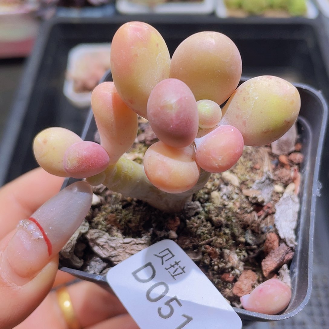 d51 精品多肉一物一拍