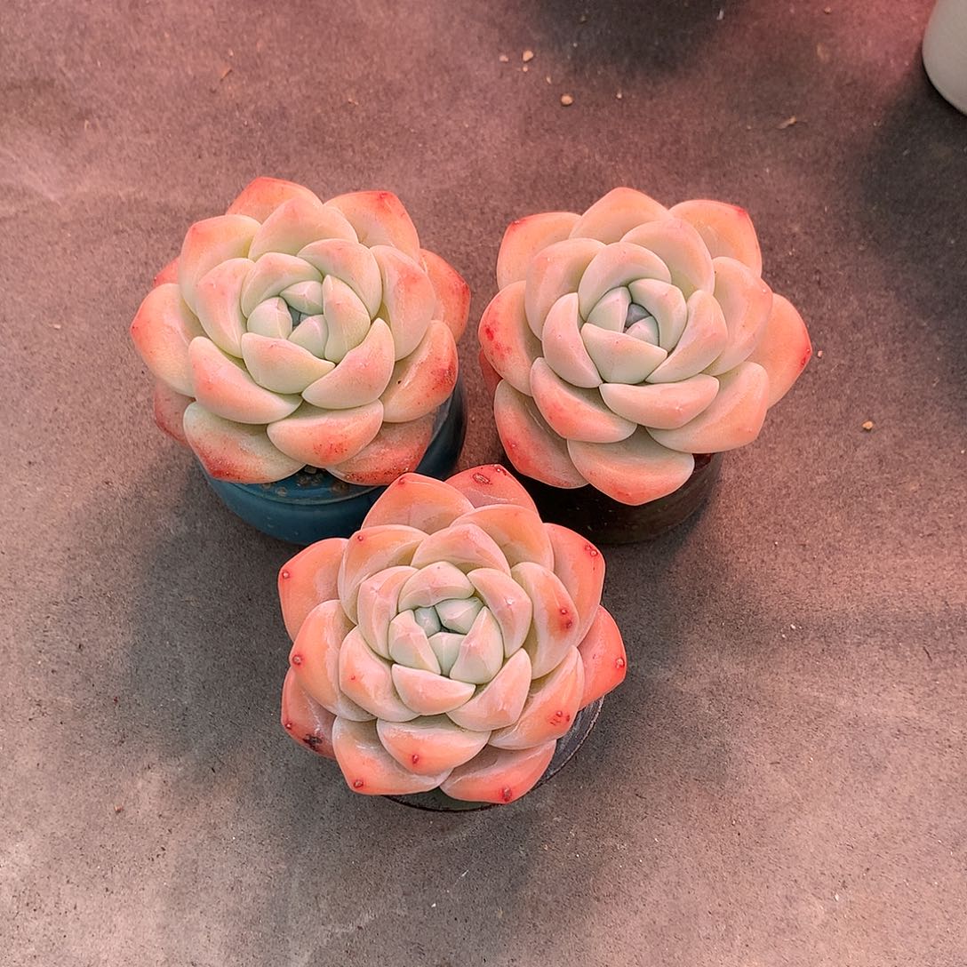 一物一拍，冰玉老庄3颗单头