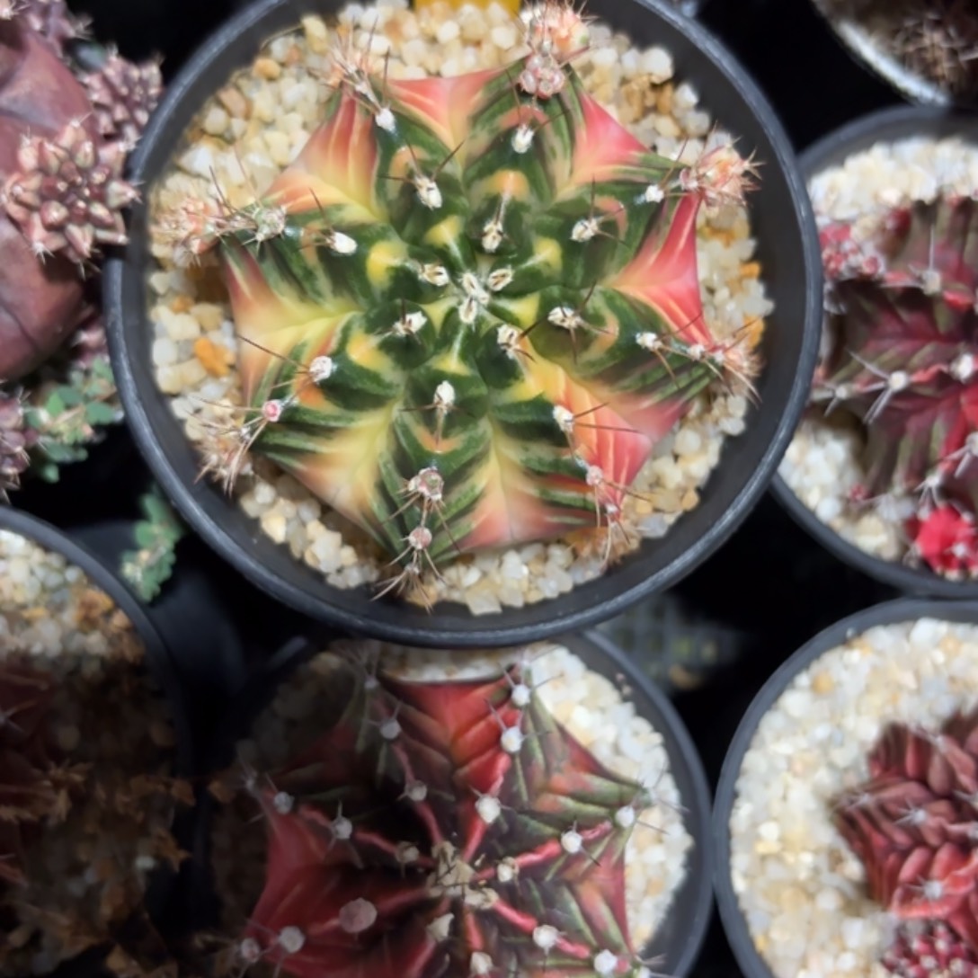 258-1218泰国发货多肉